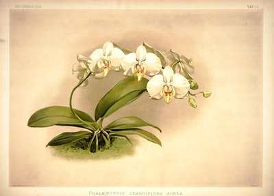 Phalaenopsis Amabilis by London H. Sotheran and Co.